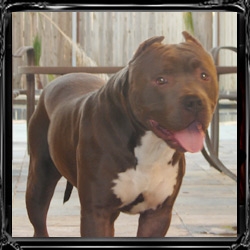 Pitbull Dog Pitbull Dog Price In Delhi See more of pitbull on facebook.