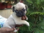 Excellent Quality Pug Puppies for sale in Delhi