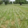 Aloe Vera and Medicinal Plant’s Cultivation Training Program at Pink City