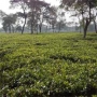 Available for Sale High Quality Tea Garden in Dooars