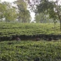 Available High Quality Tea Garden in Darjeeling is on Sale