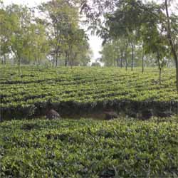 High quality tea garden sale in darjeeling dist