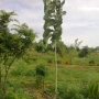 Buy a land and get a complimentary plant to your house free located at Kanakapura road,