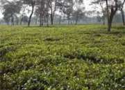 Tea Garden Industry in West Bengal