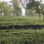 Tea Garden for Sale in Darjeeling